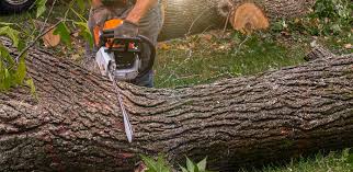 Trusted Hearne, TX Tree Services Experts